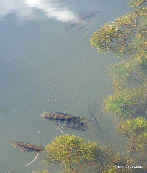 Mesonauta festivus in einem Oxbow See im peruanischen Amazonas
