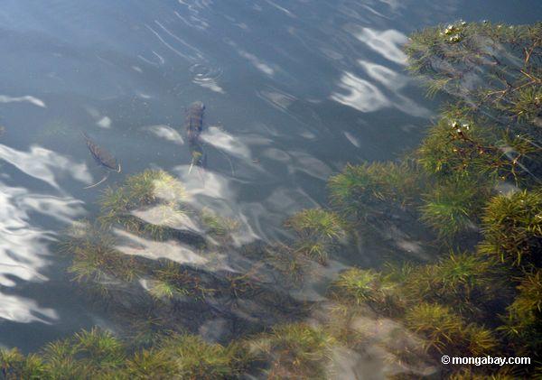 Festium cichlid Fische (Mesonauta festivus) in einem Oxbow See im peruanischen Amazonas