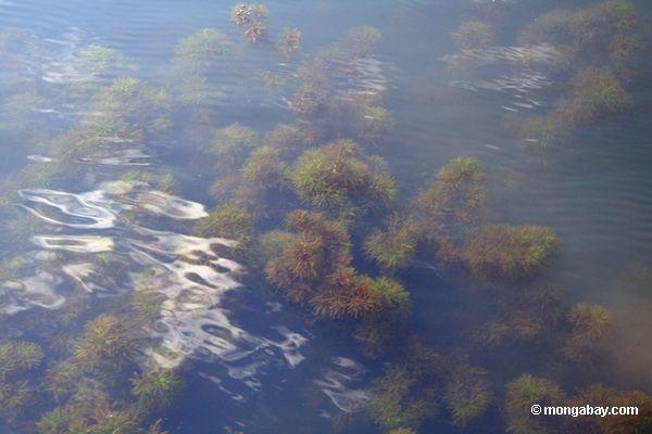 Fuchsschwanz, der als Wasserpflanze in einem Oxbow See im peruanischen Amazonas wächst