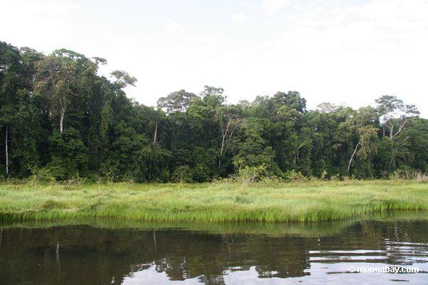 Schilfe entlang oxbow See im Amazonas
