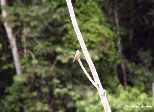 Tropisches kingbird (Tyrannus melancholicus)