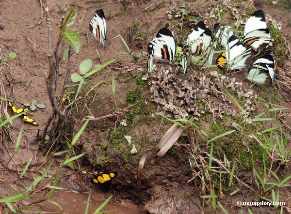 Gruppe männliches Perrhybris pamela und gelbe und schwarze Schmetterlinge