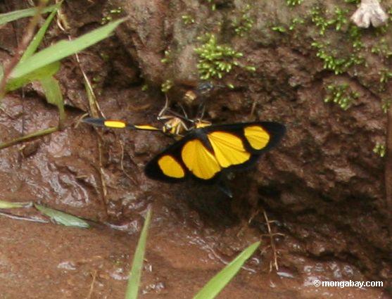 Schwarze und gelbe Schmetterlinge am Rand des Flusses