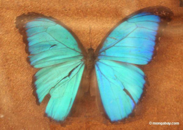 Blauer morpho Schmetterling (Morpho menelaus)