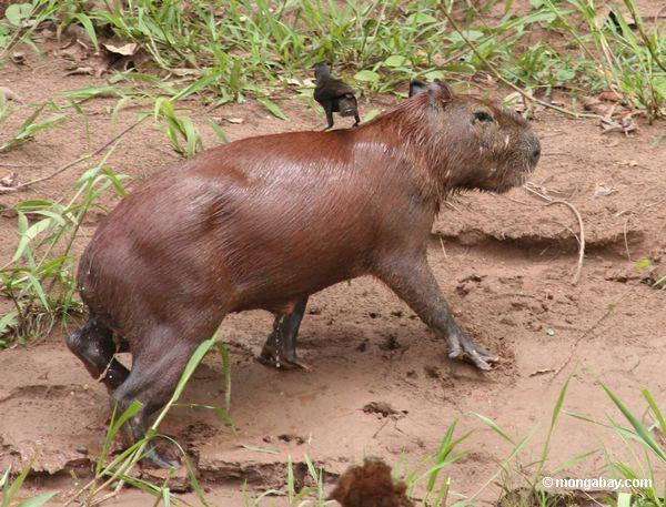 Capybara que deja el agua con un pájaro en su parte posteriora