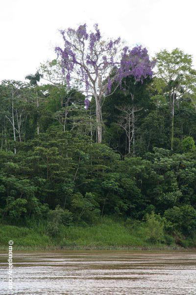 Purpurroter flüssiger Baum