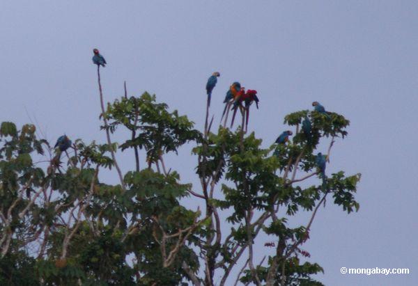 Macaws im Baum