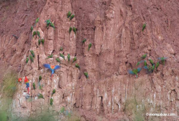 Kobalt-winged Parakeets (Brotogeris cyanoptera) einziehend auf Lehmwand mit Scarlet macaws (Ara Macao)