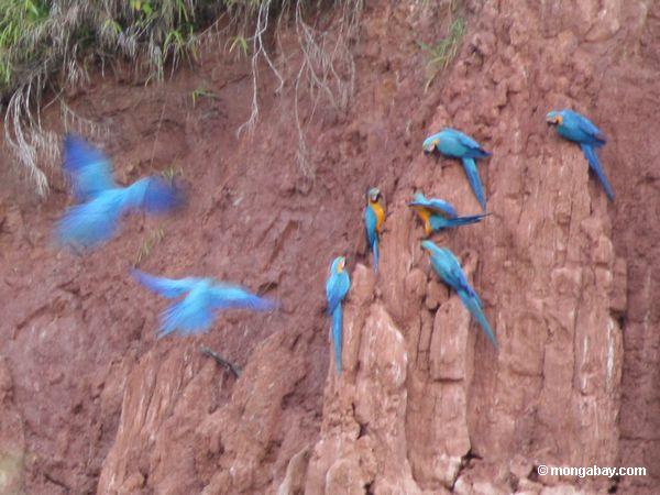 Macaws, das auf Lehm einzieht, lecken
