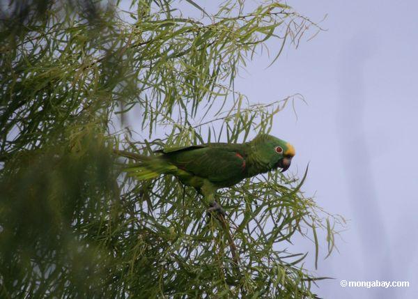 Gelb-gekrönter Papagei (Amazona ochrocephala)