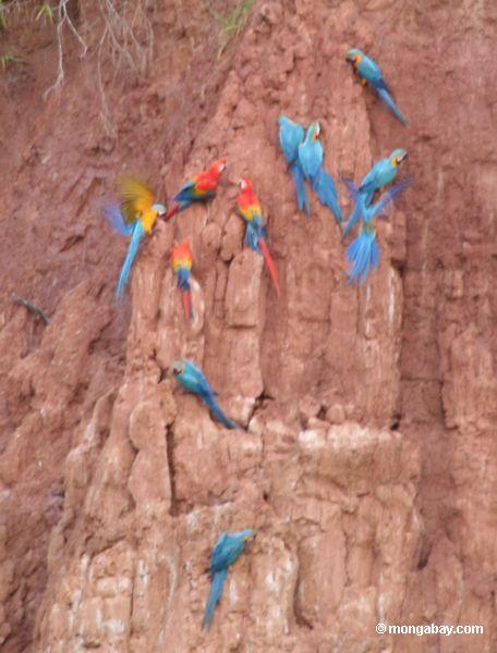 Macaws, das auf Lehmwand einzieht