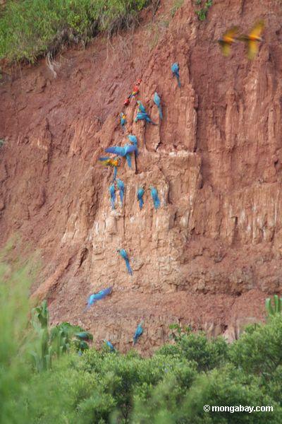 Macaws, das auf Lehmwand Peru