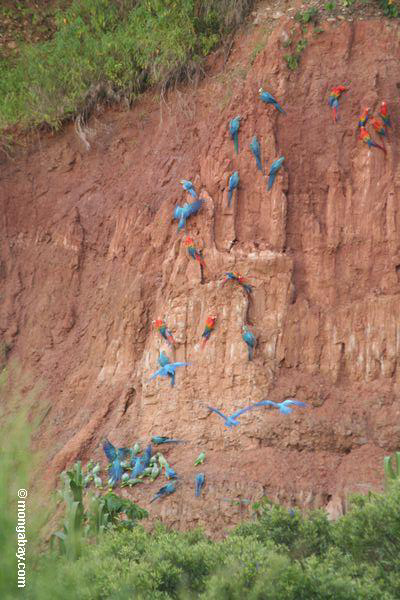Blau-und-gelbe macaws (Ara ararauna), Gelb-gekrönte Papageien (Amazona ochrocephala) und Scarlet macaws, die auf Lehm Peru