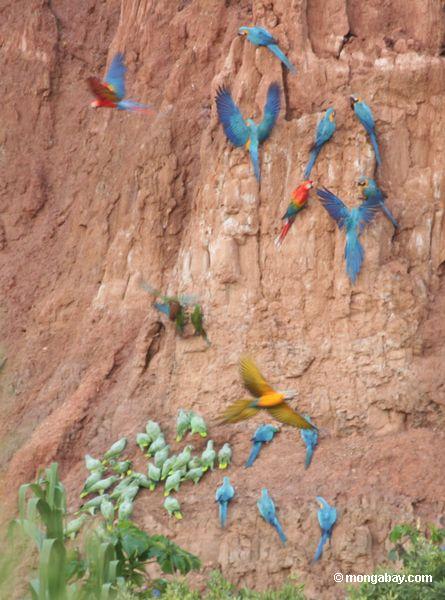 Blau-und-gelbe macaws (Ara ararauna), Gelb-gekrönte Papageien (Amazona ochrocephala) und Scarlet macaws, die auf Lehm Peru