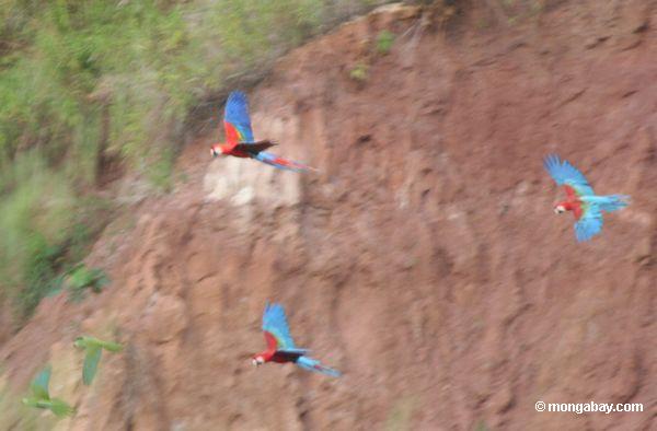 Macaws im Flug