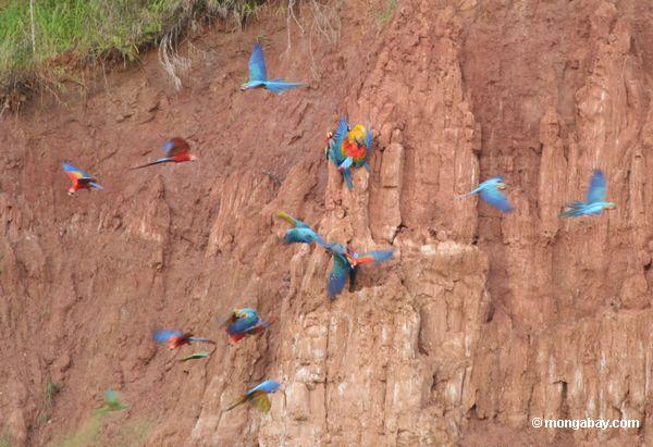 Macaws im Flug