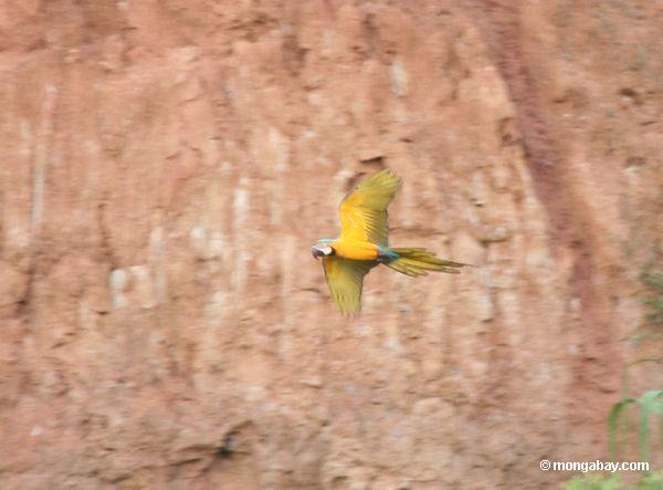 Blau-und-gelbes macaw
