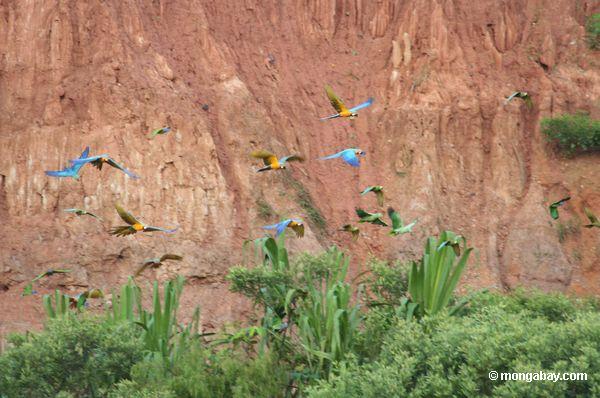 Blau-und-gelbe macaws (Ara ararauna) und Rot-aufgeblähte macaws (Ara manilata)