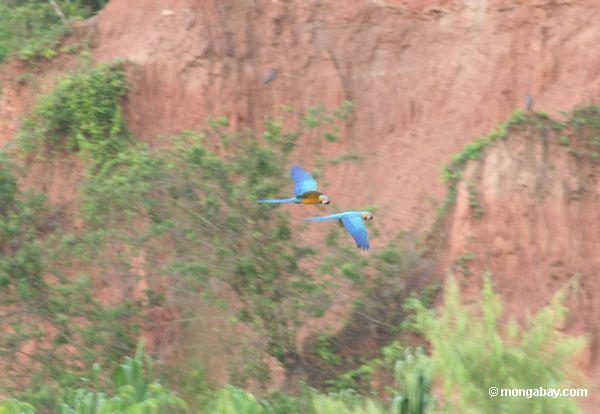 Blau-und-gelbe macaws (Ara ararauna)
