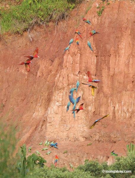 Blau-und-gelbe macaws (Ara ararauna), Gelb-gekrönte Papageien (Amazona ochrocephala), Rot-und-grüne macaws und Scarlet macaws, die auf Lehm einziehen