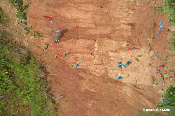 青と黄色のmacaws （アラararauna ） 、黄冠オウム（アマゾナochrocephala ） 、赤と緑のmacawsと緋macaws粘土で栄養補給