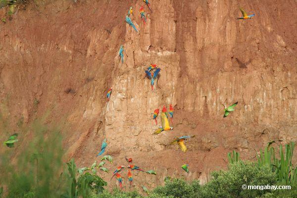 Blau-und-gelbe macaws (Ara ararauna), Gelb-gekrönte Papageien (Amazona ochrocephala), Rot-und-grüne macaws und Scarlet macaws, die auf Lehm einziehen 