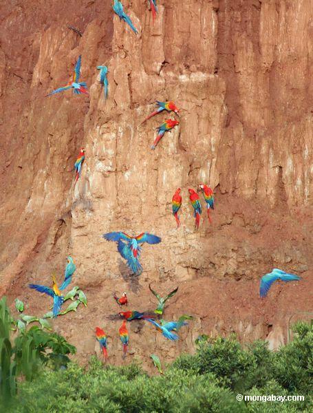 Blau-und-gelbe macaws (Ara ararauna), Gelb-gekrönte Papageien (Amazona ochrocephala), Rot-und-grüne macaws und Scarlet macaws, die auf Lehm einziehen