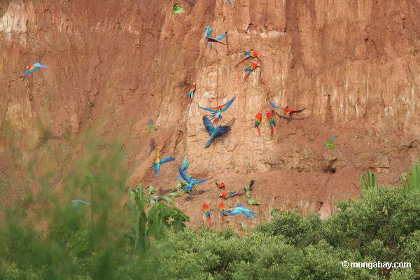 Blau-und-gelbe macaws (Ara ararauna), Gelb-gekrönte Papageien (Amazona ochrocephala), Rot-und-grüne macaws und Scarlet macaws, die auf Lehm Peru