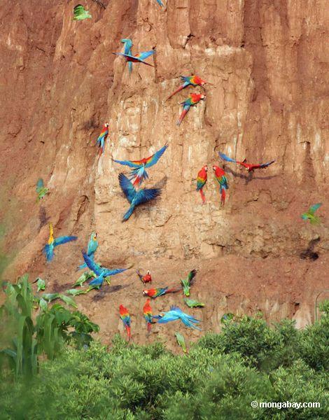 Blau-und-gelbe macaws (Ara ararauna), Gelb-gekrönte Papageien (Amazona ochrocephala) und Scarlet macaws, die auf Lehm einziehen