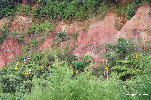 Große Gruppe Papageien und macaws, die Peru