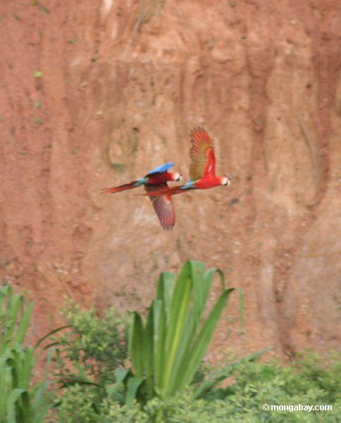 Paar Scarlet macaws (Ara Macao)