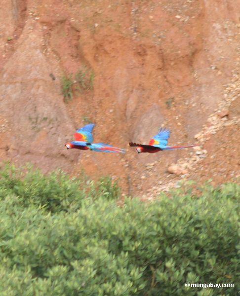 Paar Scarlet macaws (Ara Macao)