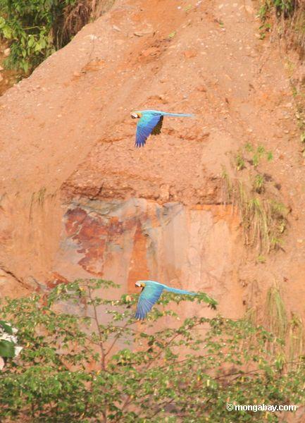 Paar des Blau-und-gelben macaws (Ara ararauna) Fliegens