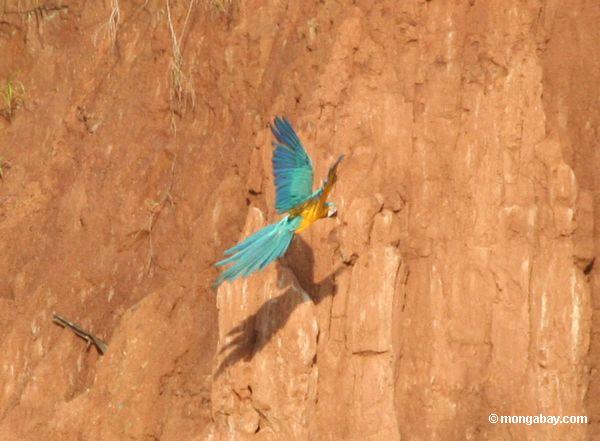 Blau-und-gelbes macaw Fliegen