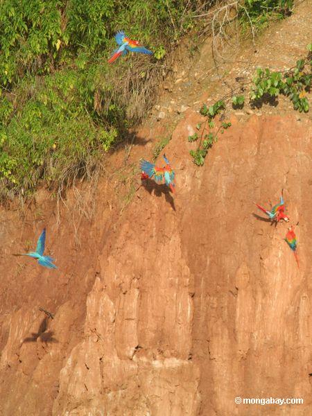 Blau-und-gelbe macaws (Ara ararauna) und Scarlet macaws (Ara Macao)