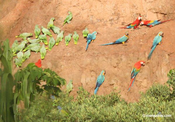 Blau-und-gelbe macaws (Ara ararauna) und Scarlet macaws (Ara Macao)