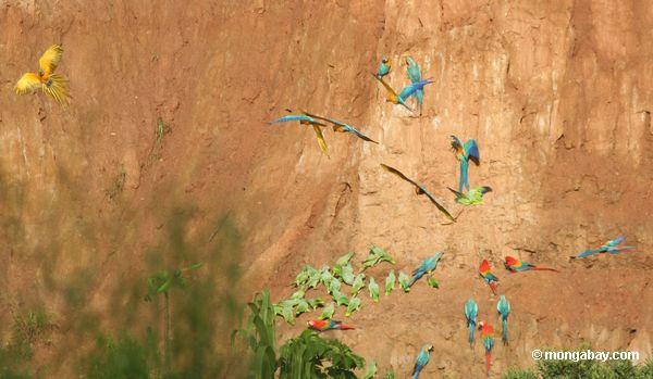 Blau-und-gelbe macaws (Ara ararauna), Gelb-gekrönte Papageien (Amazona ochrocephala), mehlige Papageien (Amazona mehlhaltig) und Scarlet macaws, die auf Lehm einziehen