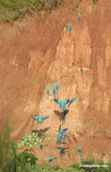 Blau-und-gelbe macaws (Ara ararauna), Gelb-gekrönte Papageien (Amazona ochrocephala) und Scarlet macaws, die auf Lehm einziehen