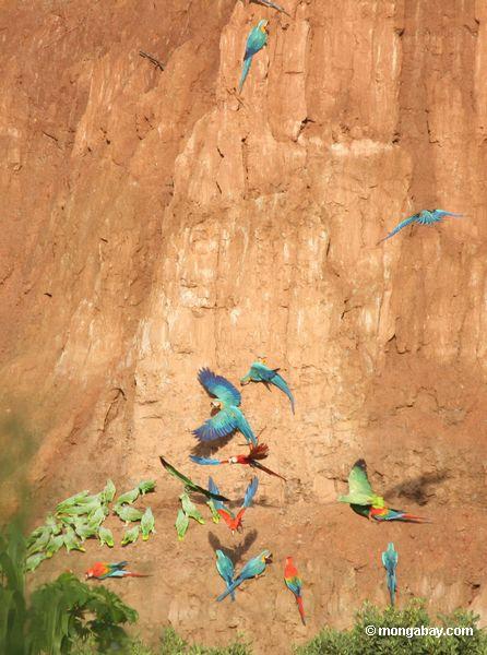 Blau-und-gelbe macaws (Ara ararauna), Gelb-gekrönte Papageien (Amazona ochrocephala) und Scarlet macaws, die auf Lehm einziehen 