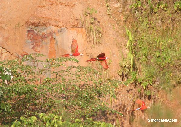 Drei fliegende Scarlet macaws (Ara Macao)