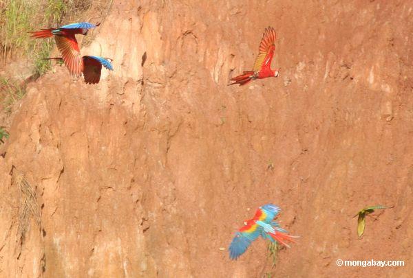 Scarlet macaws (Ara Macao)