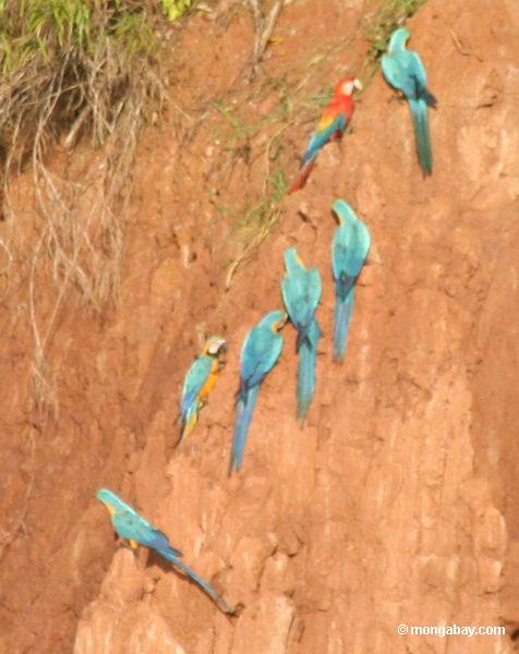 青と黄色のmacaws （アラararauna ）と緋macaws粘土で栄養補給