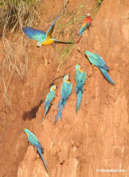 Blau-und-gelbe macaws (Ara ararauna) und Scarlet macaws, die auf Lehm Peru