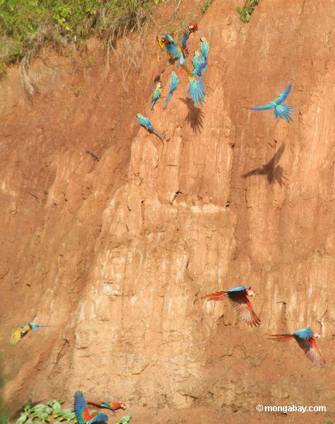 Blau-und-gelbe macaws (Ara ararauna), Papageien und Scarlet macaws, die auf Lehm Peru