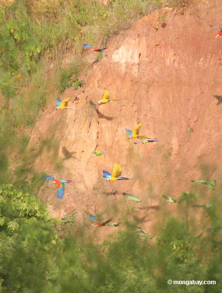 Blau-und-gelbe macaws (Ara ararauna) fliegend mit Blau-vorangegangenen Papageien (Pionus menstruus) und Scarlet macaws