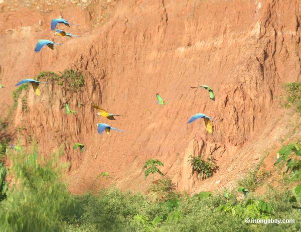 Blau-und-gelbe macaws (Ara ararauna) fliegend mit Blau-vorangegangenen Papageien (Pionus menstruus)