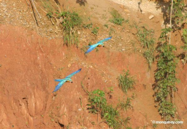 Paar Blau-und-gelbe macaws (Ara ararauna) fliegendes