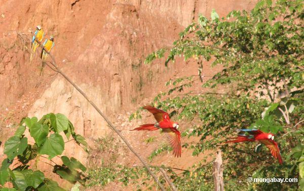 Paar Blau-und-gelbe macaws (Ara ararauna) das Überschreiten von zwei Scarlet macaws aufpassend