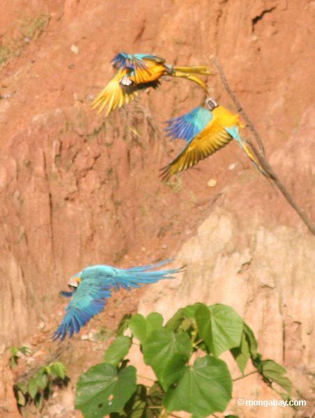 Drei Blau-und-gelbe macaws (Ara ararauna) hockten im Baum