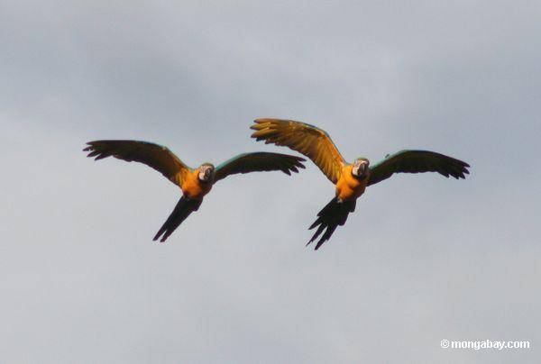 青と黄色のペアmacaws （アラararauna ）飛行